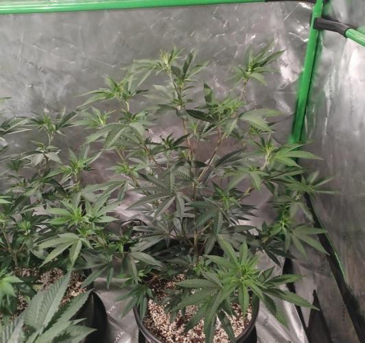 Send In The Clones. Week 5 - Day 29 - Glitter Bomb 2