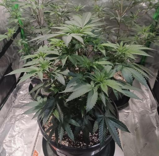 Send In The Clones. Week 5 - Day 29 - Grape Pie