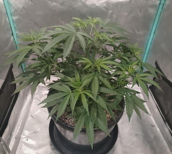 Spliff Cheese Please!. Week 6 - Day 41