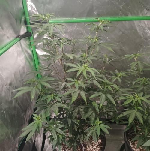 Send In The Clones. Week 5 - Day 31 - GB1
