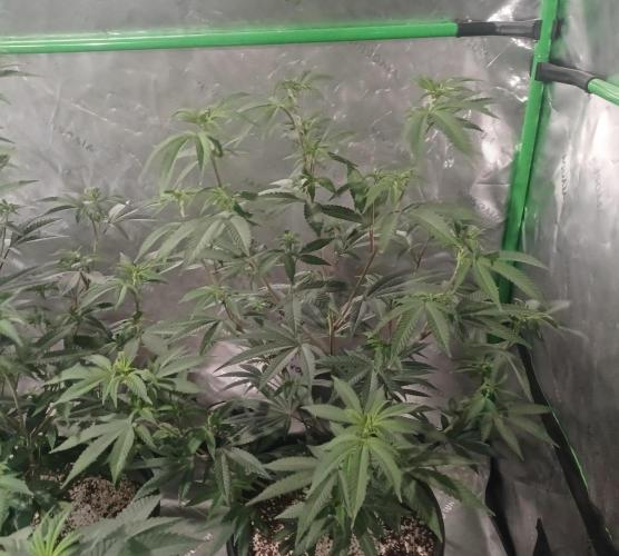 Send In The Clones. Week 5 - Day 31 - GB2
