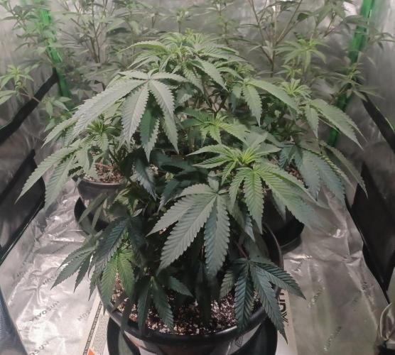 Send In The Clones. Week 5 - Day 31 - GP