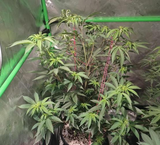Send In The Clones. Week 5 - Day 35 - GB1