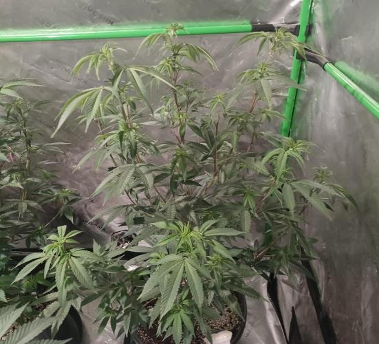 Send In The Clones. Week 5 - Day 35 - GB2