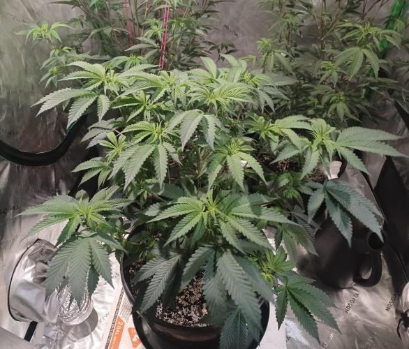 Send In The Clones. Week 5 - Day 35 - GP