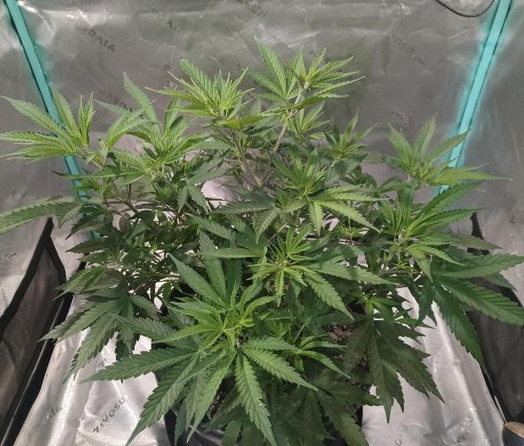 Spliff Cheese Please!. Week 7 - Day 45