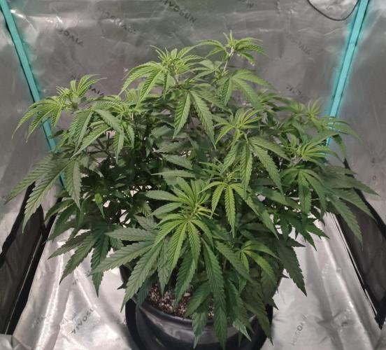 Spliff Cheese Please!. Week 7 - Day 47