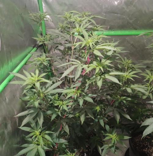 Send In The Clones. Week 6 - Day 37 - Glitter Bomb 1