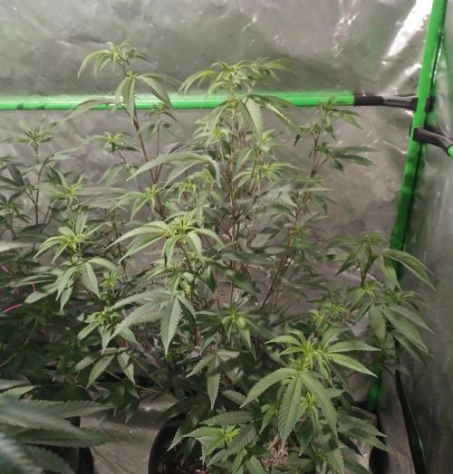 Send In The Clones. Week 6 - Day 37 - Glitter Bomb 2