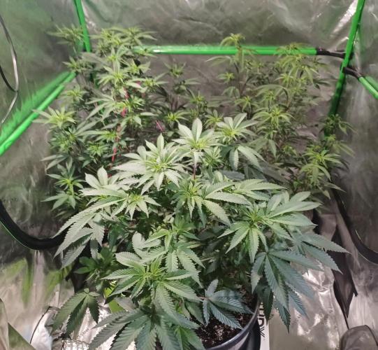 Send In The Clones. Week 6 - Day 37 - Group shot, Grape Pie front and center