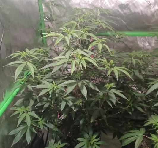 Send In The Clones. Week 6 - Day 40 - GB1