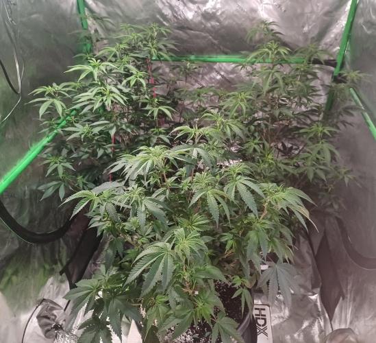 Send In The Clones. Week 6 - Day 40 - Group Shot