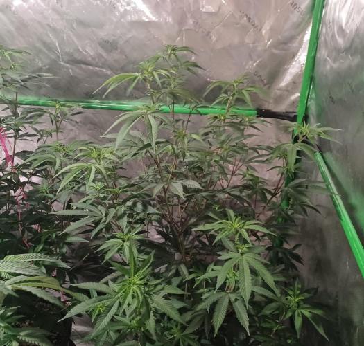 Send In The Clones. Week 6 - Day 40 - GB2