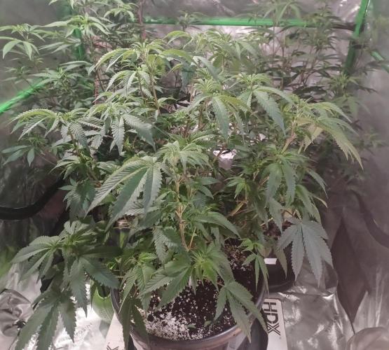 Send In The Clones. Week 6 - Day 40 - GP
