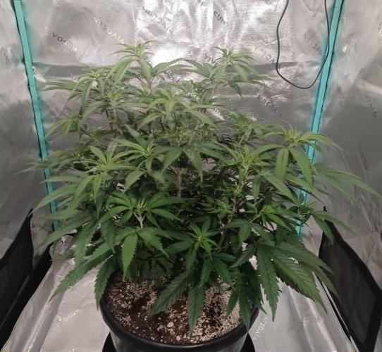 Spliff Cheese Please!. Week 8 - Day 53