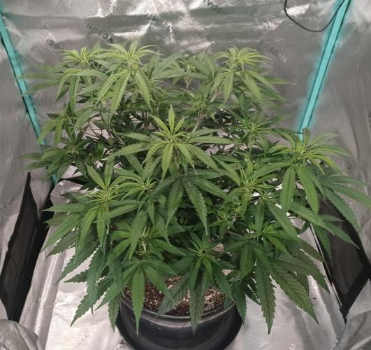 Spliff Cheese Please!. Week 8 - Day 53