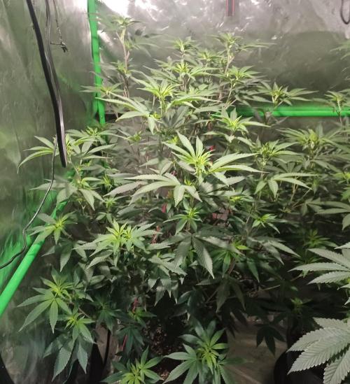 Send In The Clones. Week 7 - Day 43 - Glitter Bomb 1