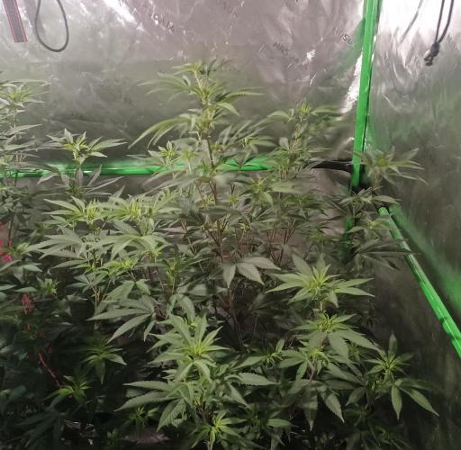 Send In The Clones. Week 7 - Day 43 - Glitter Bomb 2