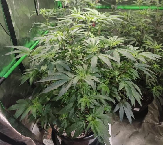 Send In The Clones. Week 7 - Day 43 - Grape Pie