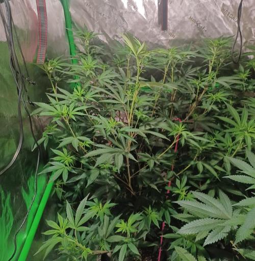 Send In The Clones. Week 7 - Day 46 - GB1