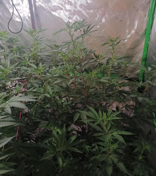 Send In The Clones. Week 7 - Day 46 - GB2