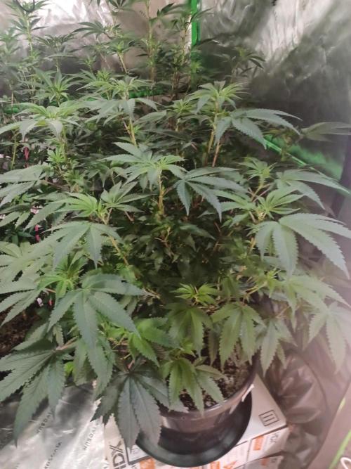 Send In The Clones. Week 7 - Day 46 - GP