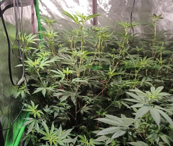 Send In The Clones. Week 7 - Day 48 - GB1