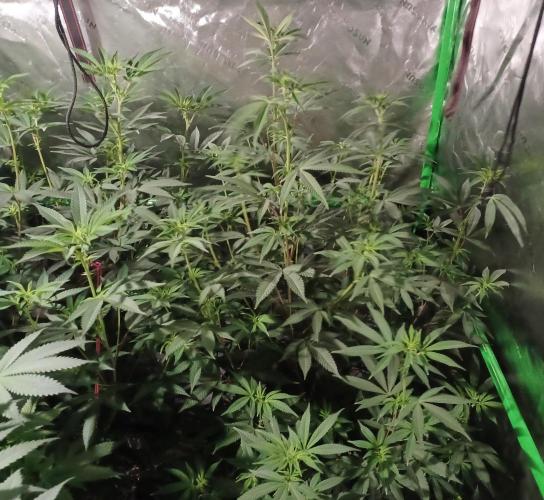Send In The Clones. Week 7 - Day 48 - GB2