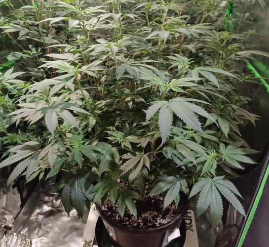 Send In The Clones. Week 7 - Day 48 - GP