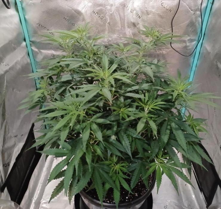 Spliff Cheese Please!. Week 9 - Day 58