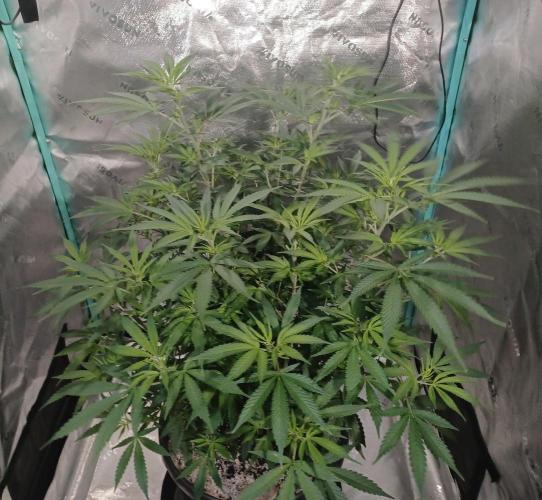Spliff Cheese Please!. Week 9 - Day 61