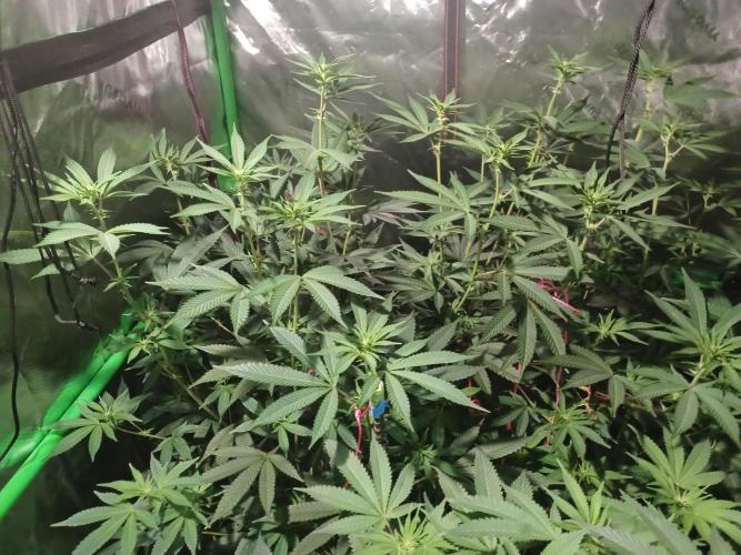 Send In The Clones. Week 8 - Day 52 - Glitter Bomb 1