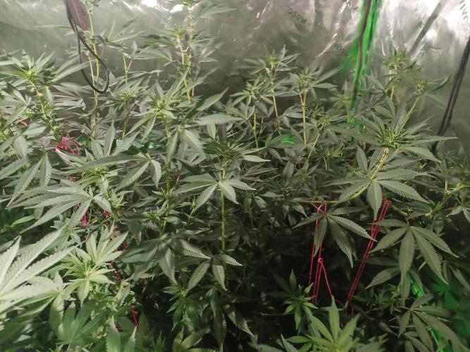 Send In The Clones. Week 8 - Day 52 - Glitter Bomb 2