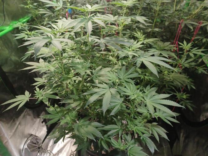 Send In The Clones. Week 8 - Day 52 - Grape Pie