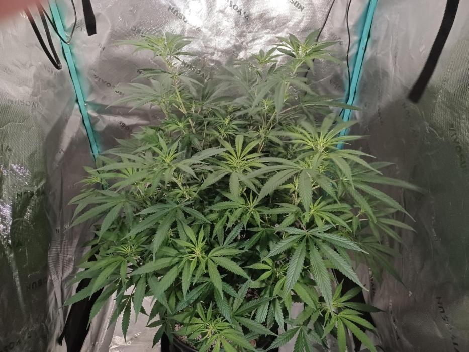 Spliff Cheese Please!. Week 10 - Day 64