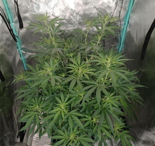 Spliff Cheese Please!. Week 10 - Day 67