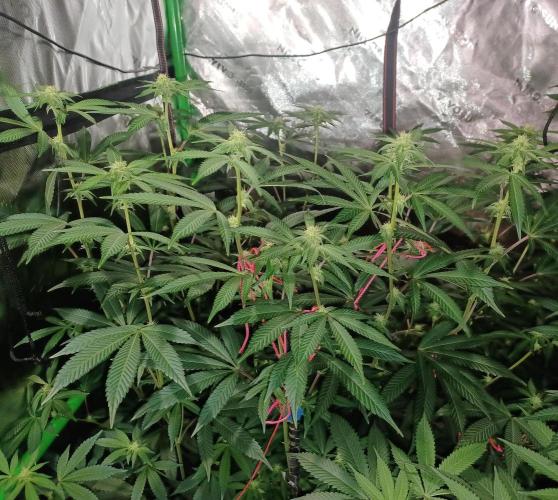 Send In The Clones. Week 9 - Day 57 - Glitter Bomb 1