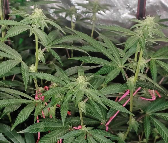 Send In The Clones. Week 9 - Day 57 - Glitter Bomb 1