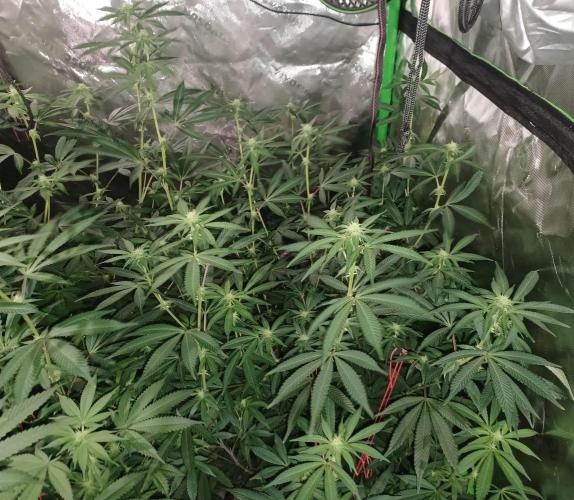 Send In The Clones. Week 9 - Day 57 - Glitter Bomb 2