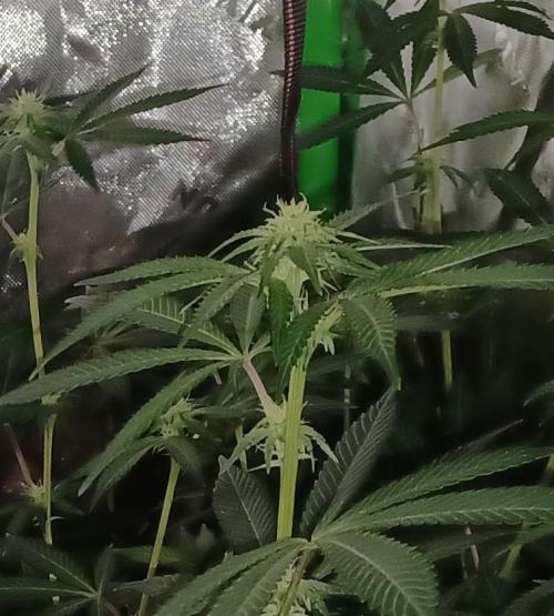 Send In The Clones. Week 9 - Day 57 - Glitter Bomb 2