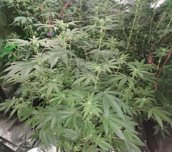 Send In The Clones. Week 9 - Day 57 - Grape Pie