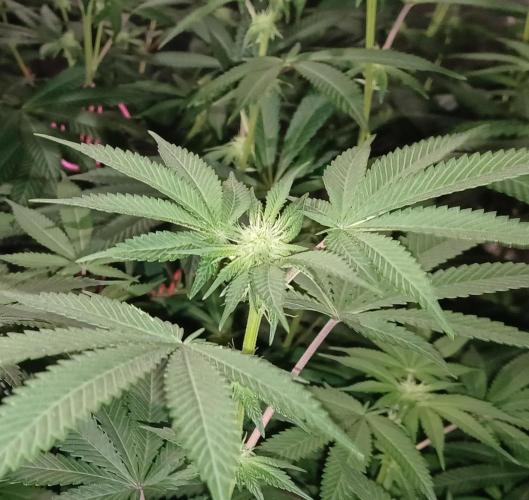 Send In The Clones. Week 9 - Day 57 - Grape pie