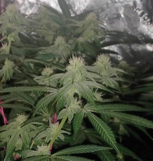 Send In The Clones. Week 9 - Day 63 - Glitter Bomb 1