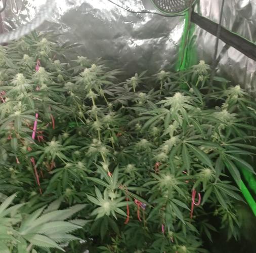 Send In The Clones. Week 9 - Day 63 - Glitter Bomb 2