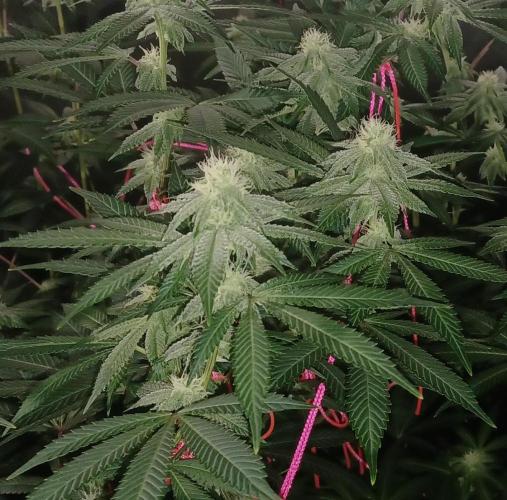 Send In The Clones. Week 9 - Day 63 - Glitter Bomb 2