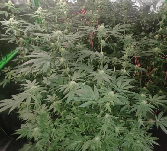 Send In The Clones. Week 9 - Day 63 - Grape Pie