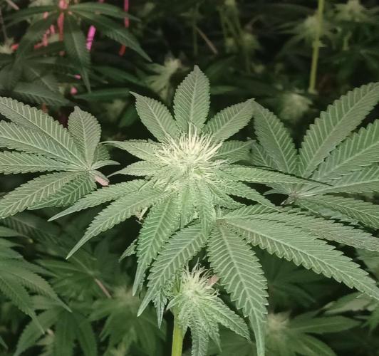 Send In The Clones. Week 9 - Day 63 - Grape Pie