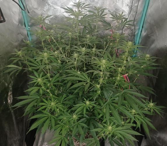 Spliff Cheese Please!. Week 11 - Day 73