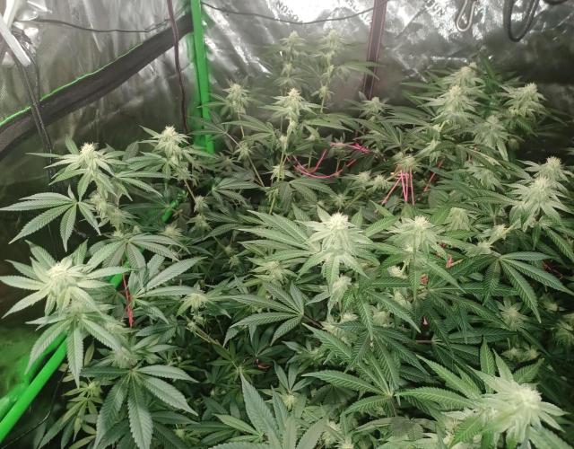 Send In The Clones. Week 10 - Day 64 - Glitter Bomb 1