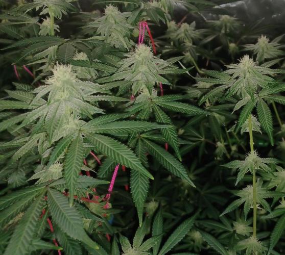 Send In The Clones. Week 10 - Day 64 - Glitter Bomb 2